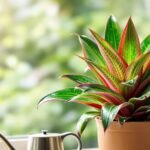 bromeliad indoor care tips