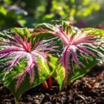 caladiums thrive in shade