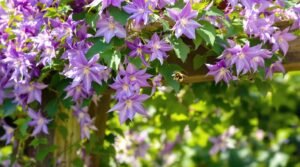 clematis climbing flower care