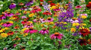continuous blooming perennial flowers