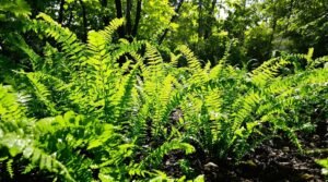 fern care for shade