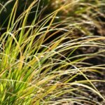 growing ornamental grasses successfully
