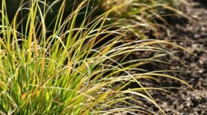 growing ornamental grasses successfully