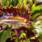 houseplant leaf tip issues