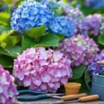 hydrangea seasonal maintenance tips