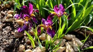 iris cultivation and division