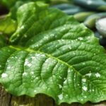 leaf curl issues resolved
