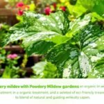 organic solutions for mildew