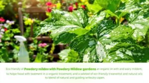 organic solutions for mildew