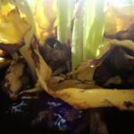 overwatering plant symptoms guide