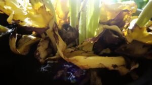 overwatering plant symptoms guide