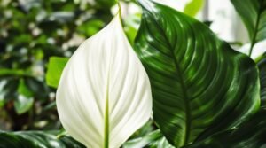 Peace Lily Care: Complete Growing Guide