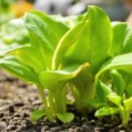 plant flowering issues guide