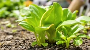 plant flowering issues guide