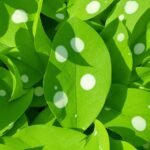 plant leaf white spots