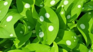 plant leaf white spots