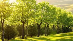 property protection with trees