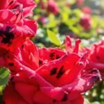 rose black spot care