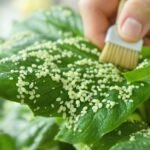 scale insect control tips