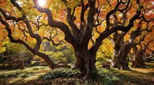 unique multi trunk trees