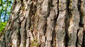 unique textured tree bark