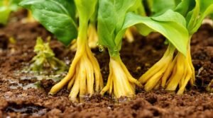 wilting plants water issues