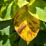 yellowing leaves diagnosis guide