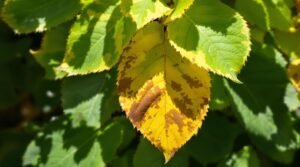yellowing leaves diagnosis guide