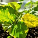 yellowing plant leaves causes